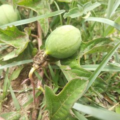 Passiflora karwinskii