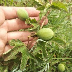 Passiflora karwinskii