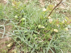 Passiflora karwinskii