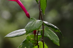 Ipomoea repanda