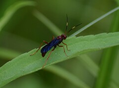 Trogomorpha trogiformis