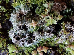 Ricciaceae