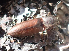 Sericus incongruus