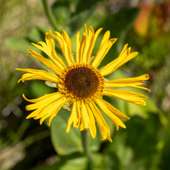 Helenium bolanderi