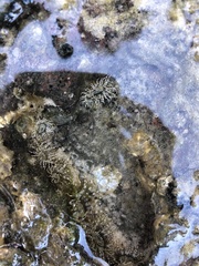Anthopleura dixoniana