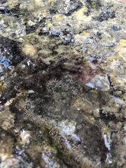 Anthopleura dixoniana