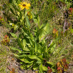 Helenium bolanderi