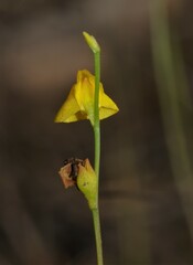 Utricularia guyanensis