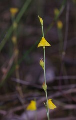 Utricularia guyanensis