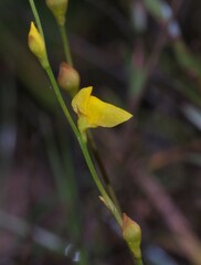 Utricularia guyanensis