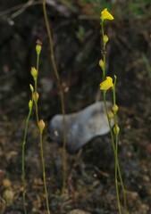 Utricularia guyanensis