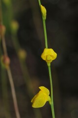 Utricularia guyanensis