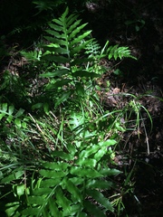 Carex louisianica