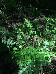 Carex louisianica