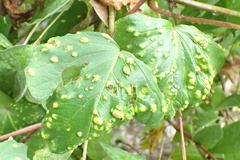 Acalitus ipomocarneae