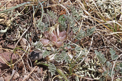 Astragalus argophyllus martinii