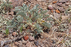 Astragalus argophyllus martinii