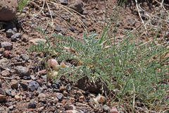 Astragalus argophyllus martinii