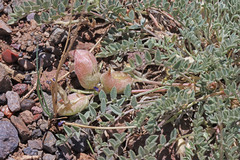 Astragalus argophyllus martinii