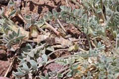 Astragalus argophyllus martinii