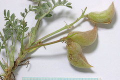 Astragalus argophyllus martinii