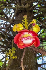 Couroupita guianensis