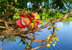 Couroupita guianensis