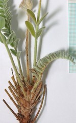 Astragalus argophyllus martinii