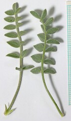 Astragalus argophyllus martinii
