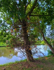 Couroupita guianensis