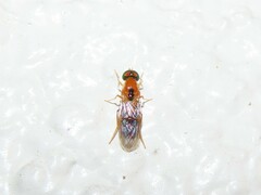 Sargus elegans