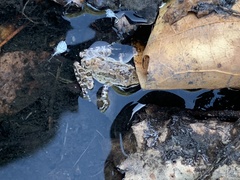 Pseudacris hypochondriaca