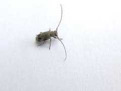Exocentrus fasciolatus