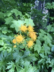 Cacaliopsis nardosmia