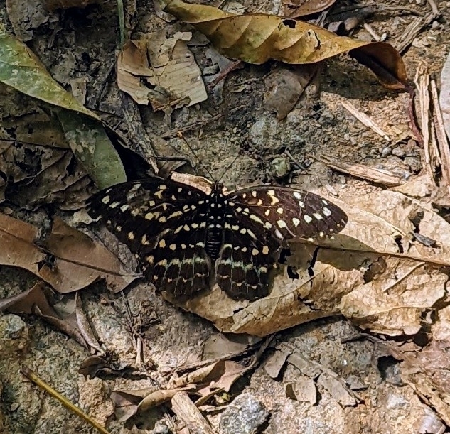 豹纹蛱蝶（Lexias pardalis）