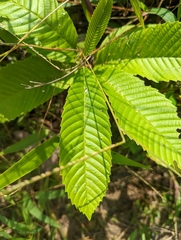 Tetracera indica