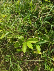 Tetracera indica