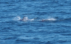 Sagmatias obliquidens