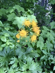 Cacaliopsis nardosmia