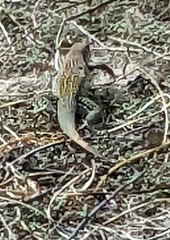 Aspidoscelis stictogrammus