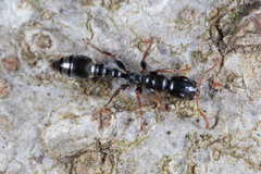 Tetraponera