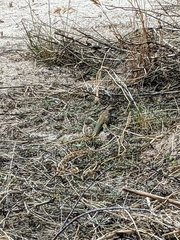 Aspidoscelis stictogrammus