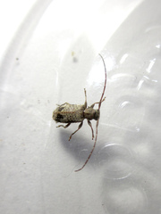 Exocentrus fasciolatus