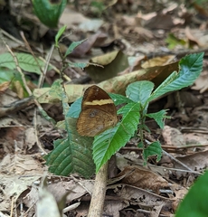 Xanthotaenia busiris