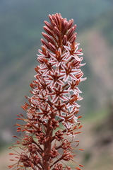Eremurus regelii