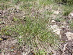 Festuca altaica