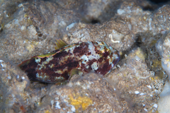 Sebastapistes coniorta