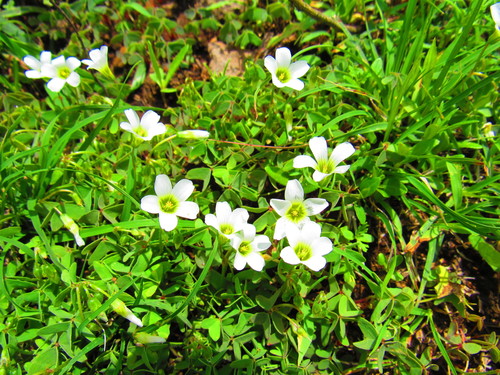Image of Oxalis alpina by (c) Oscar Alejandro Morales Juárez, some rights reserved (CC BY-SA)