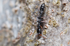 Tetraponera