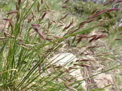 Festuca altaica
